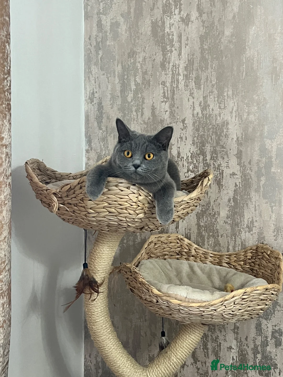 British Shorthair cats for sale: British shorthair kittens  - Advert 2