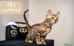 Bengal cats for sale: Dune- Stunning Bengal Boy- TICA with champion line - Image 16