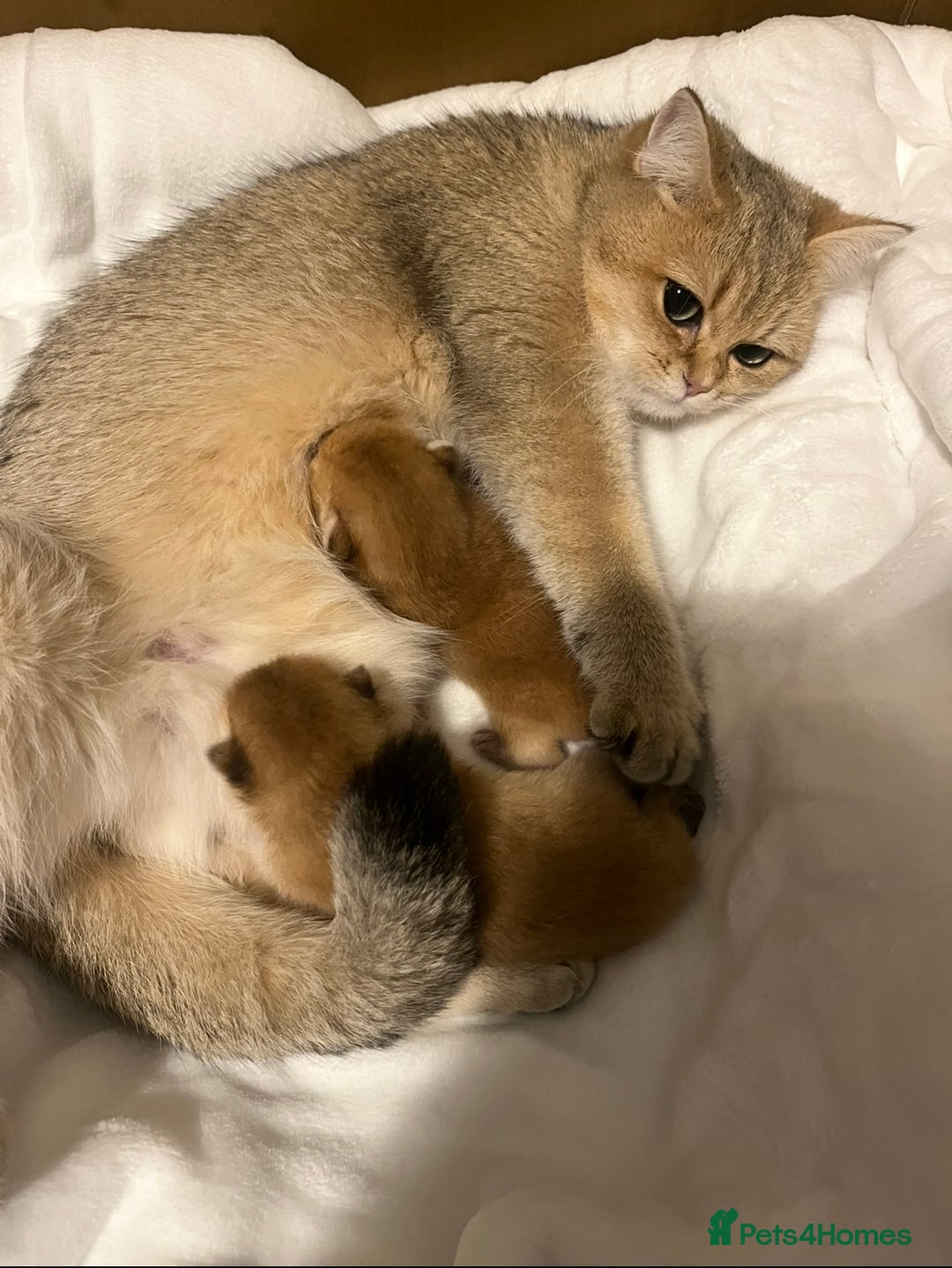 British Shorthair cats for sale: Gccf NY12 kittens world champion lines - Advert 18