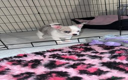 Chihuahua dogs for sale: ONE MALE LEFT READY FROM 3rd September - Image 8
