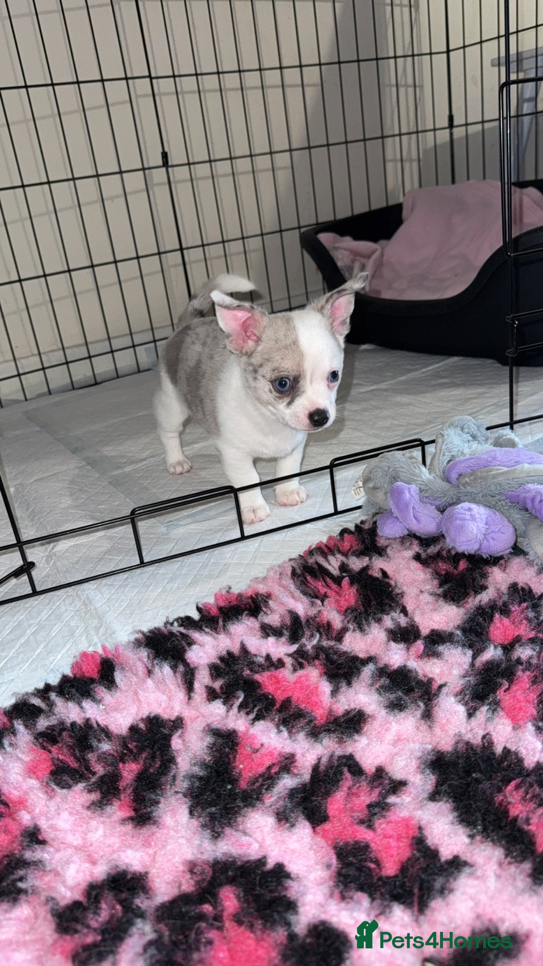Chihuahua dogs for sale: ONE MALE LEFT READY FROM 3rd September - Image 8