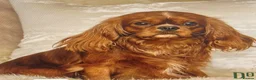 Cavapoo dogs for sale: Beautiful Cavapoo Puppies - Advert 3