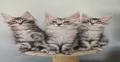 Maine Coon cats - Advert 10