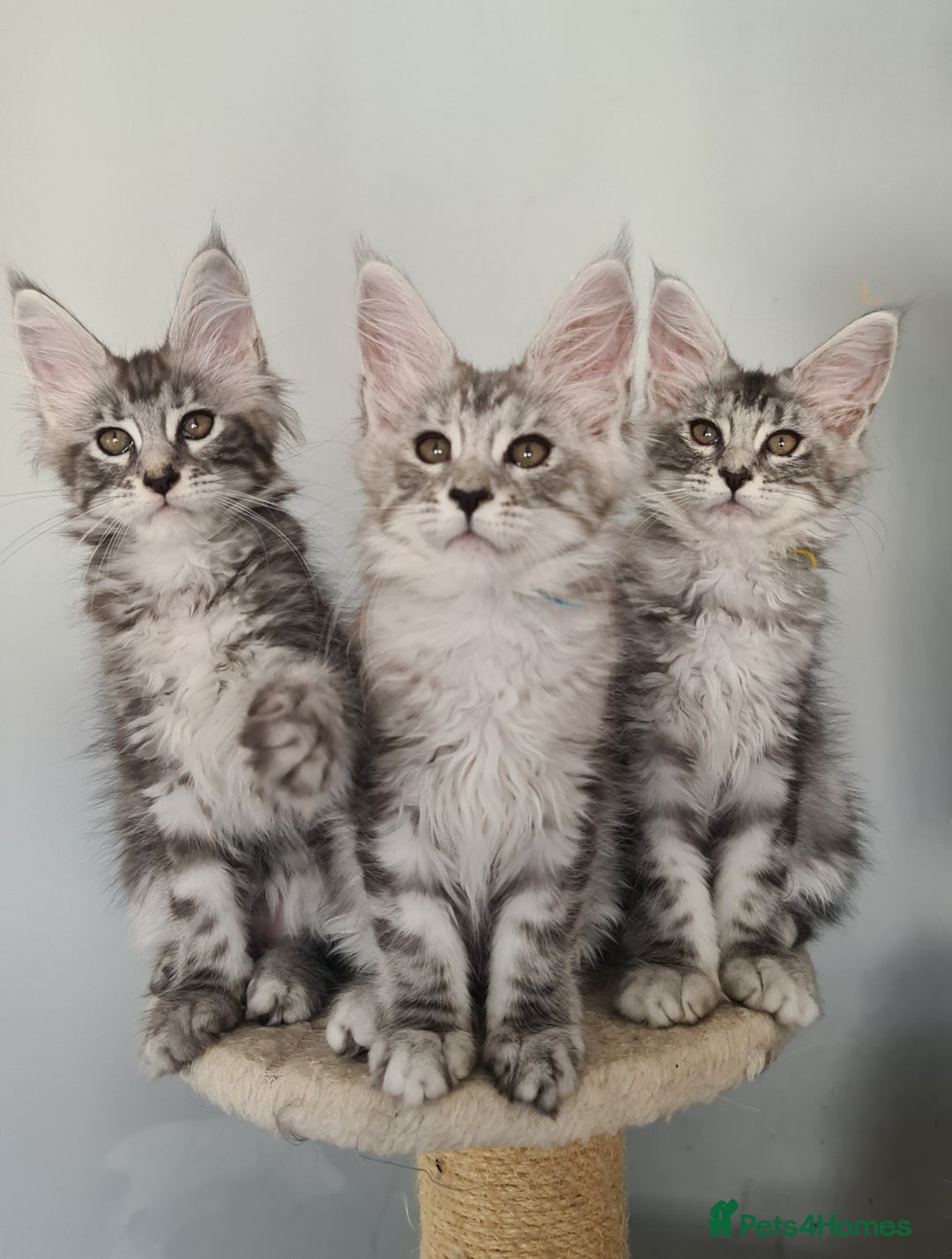 Maine Coon cats for sale: GCCF Registered - Maine Coon Kittens - Image 2