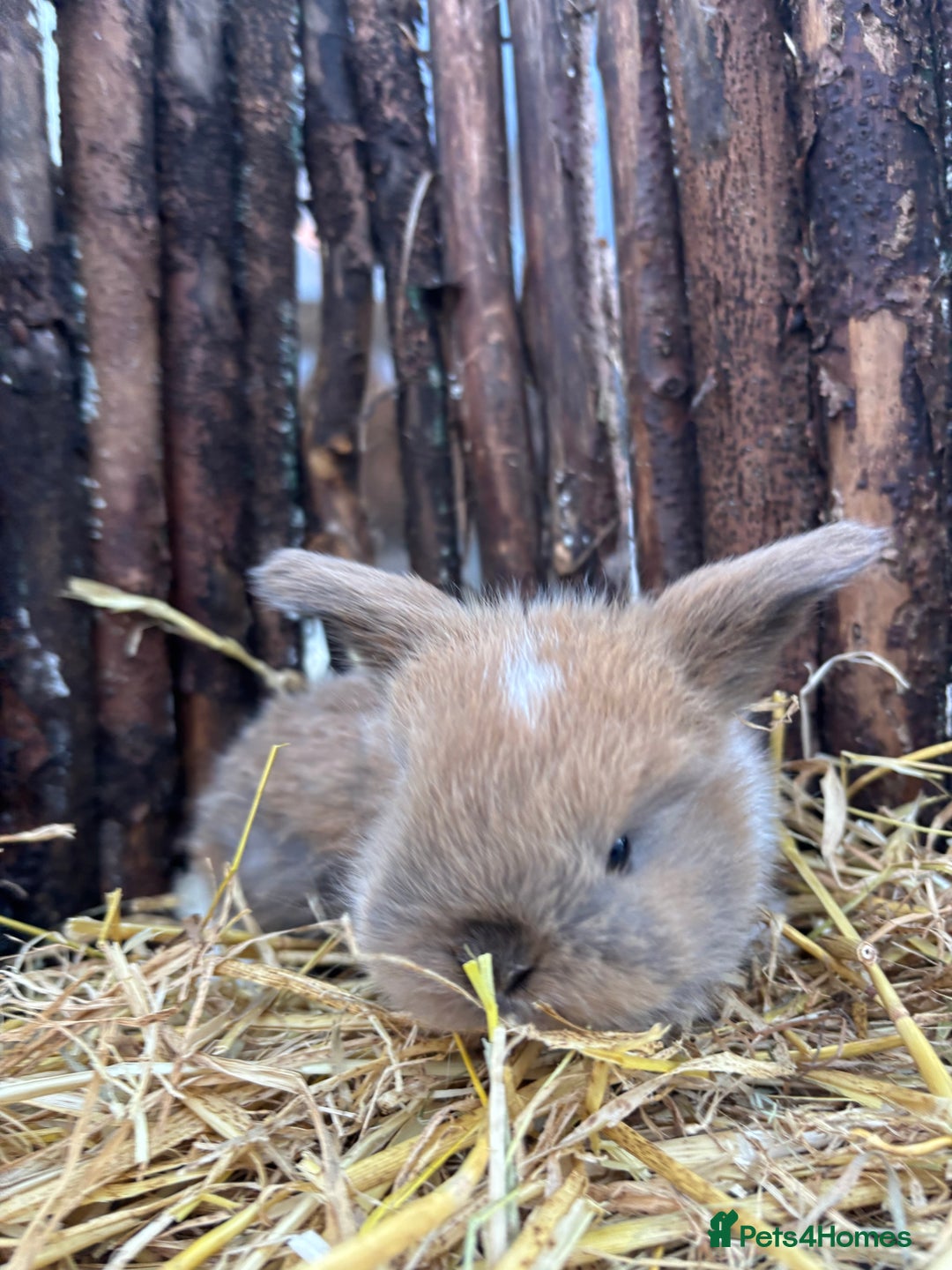 Mini Lop rabbits for sale: Mini lops  - Advert 5