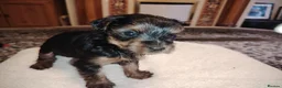 Yorkshire Terrier dogs for sale: Gorgeous Yorkshire Terrier Girl Puppies - Advert 7