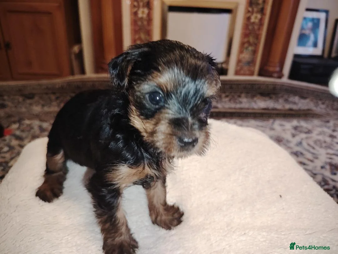 Yorkshire Terrier dogs for sale: Gorgeous Yorkshire Terrier Girl Puppies - Advert 7