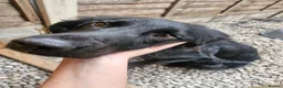 Sprocker dogs for sale: Ccedric  in Wolverhampton - Advert 3