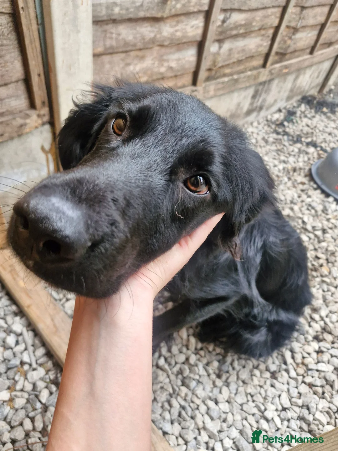 Sprocker dogs for sale: Ccedric  in Wolverhampton - Advert 3