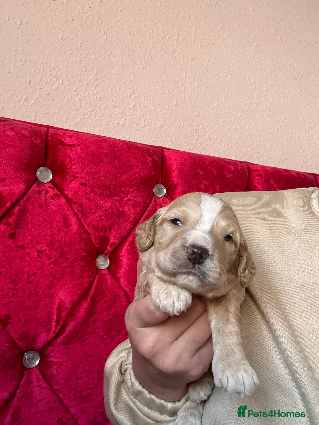 Cockapoo dogs for sale: (1 Left) Stunning Cockapoo Puppies Health Tested  - Advert 19