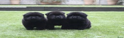 Chow Chow dogs for sale: 🐾Chow chow cross Japanese chin 🐾 - Advert 15