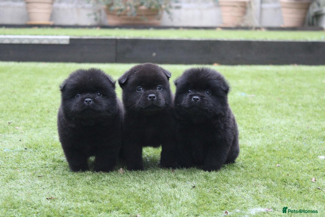 Chow Chow dogs for sale: 🐾Chow chow cross Japanese chin 🐾 - Advert 15