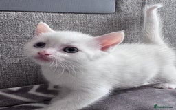 Mixed Breed cats for sale: Perfectly healthy and ready for new loving homes - Image 5