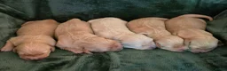 Golden Retriever dogs for sale: 🤍 Golden Retriever Puppies Raised with Love 🐾 - Advert 15