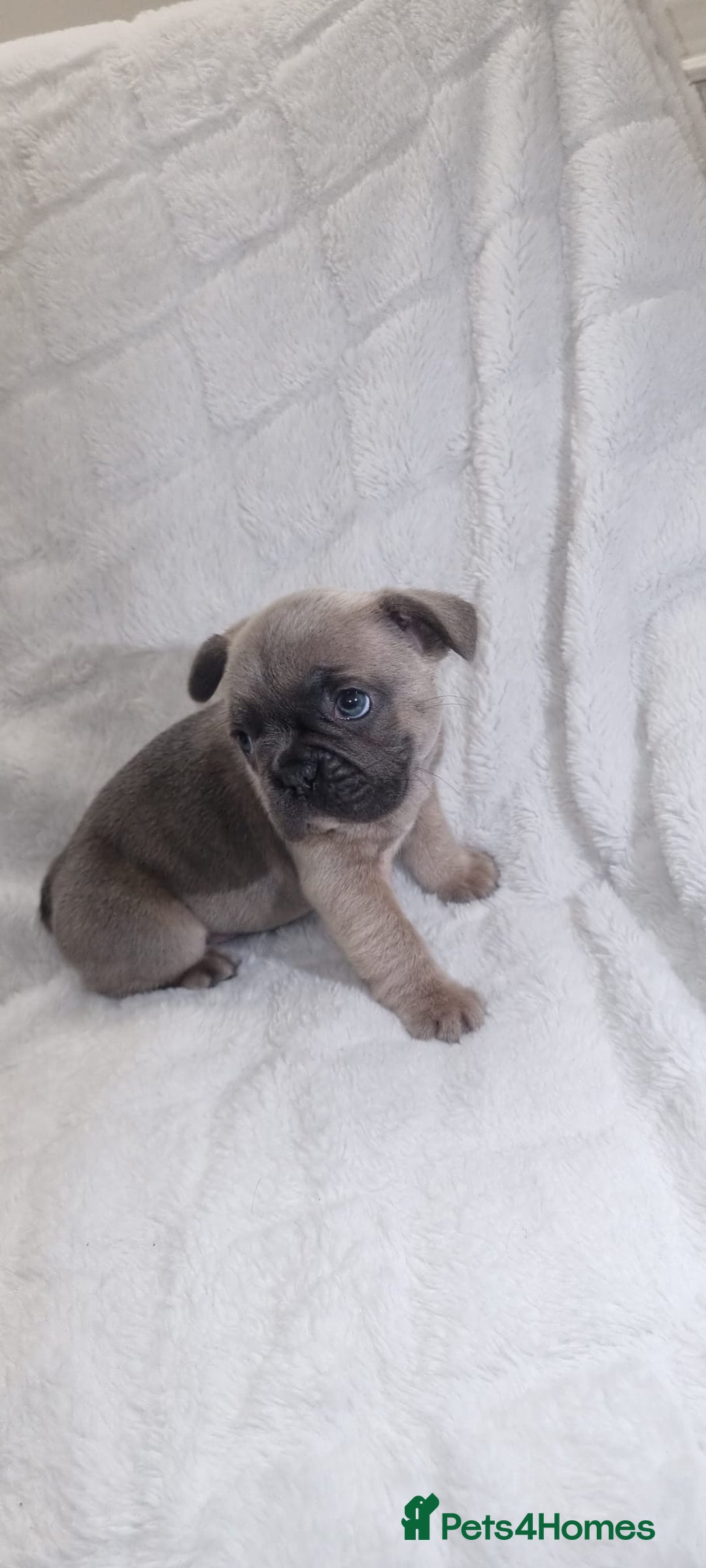 French Bulldog dogs for sale: 4 Gorgeous frenchies  - Advert 5