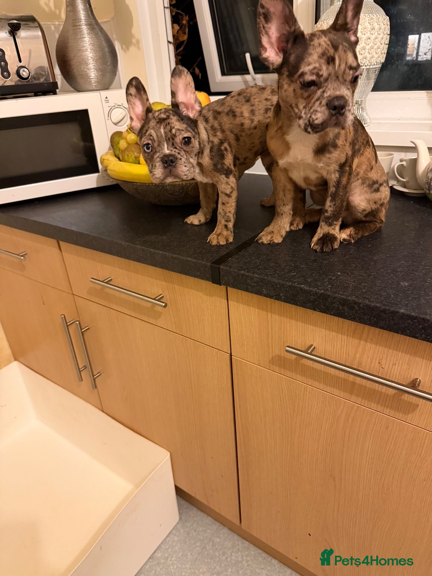 French Bulldog dogs French bulldogs for sale  - Advert 1