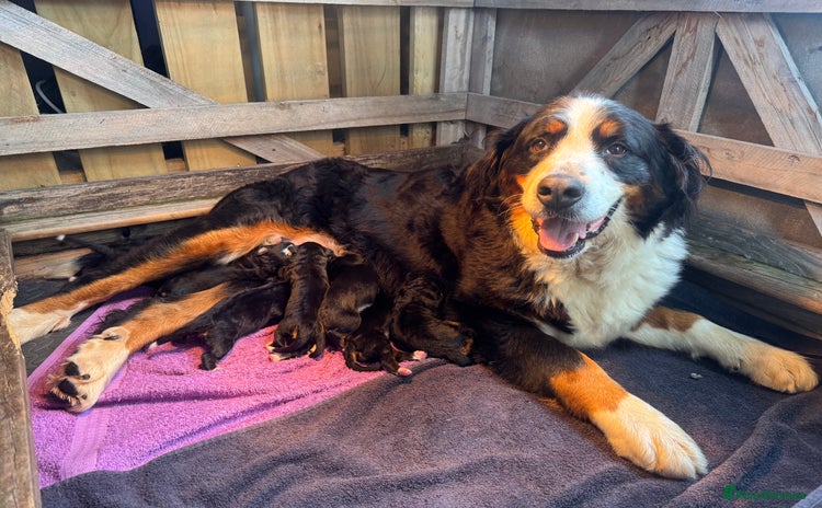 Bernese Mountain Dog dogs - Advert 1