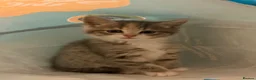 Mixed Breed cats for sale: Half Siberians  - Advert 30