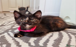 Mixed Breed cats for sale: Norwegian x pixiebob kittens mix available  - Image 16