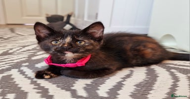 Mixed Breed cats - Advert 3