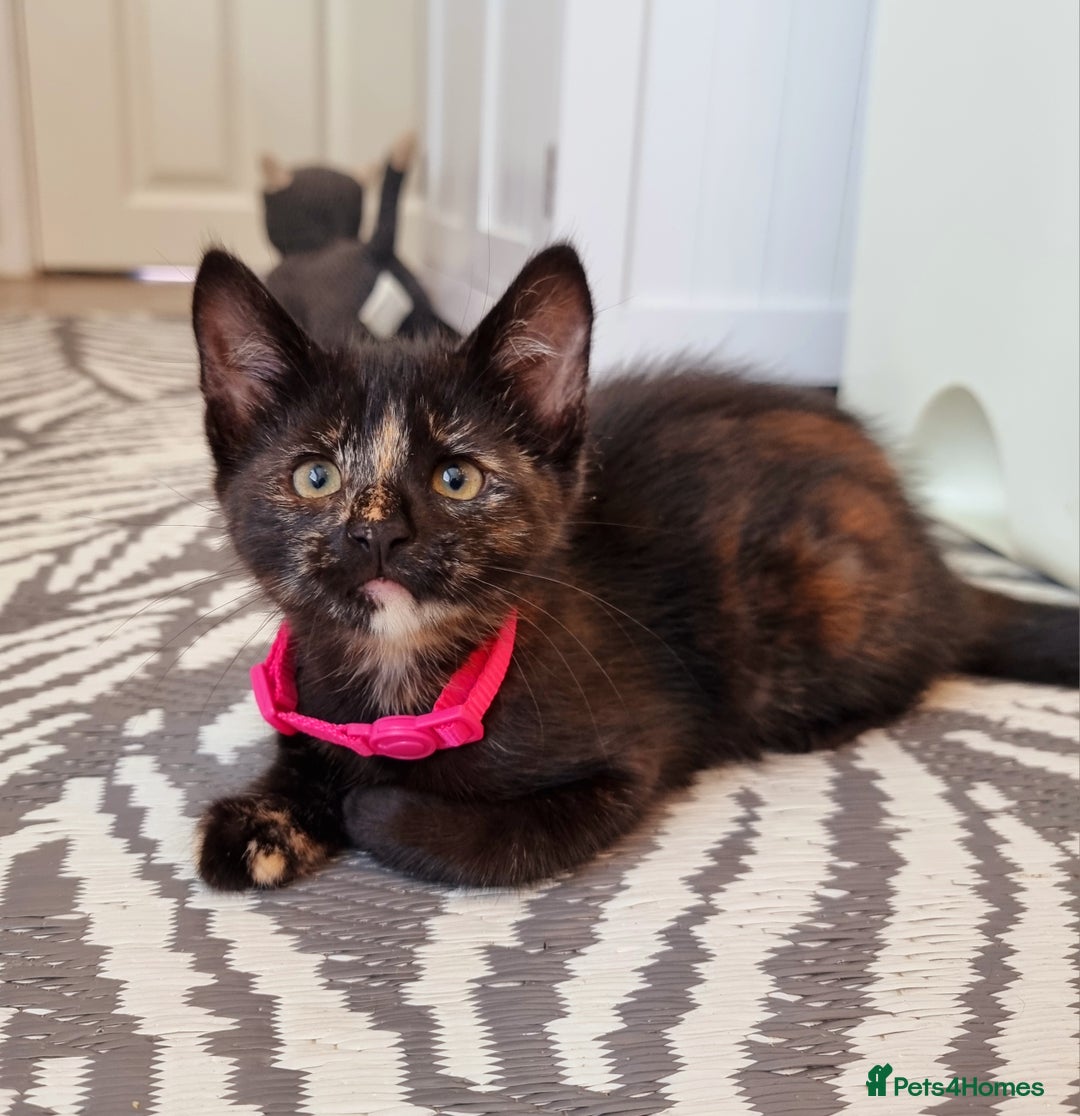 Mixed Breed cats for sale: Norwegian x pixiebob kittens mix available  - Image 16