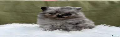 Pomeranian 2