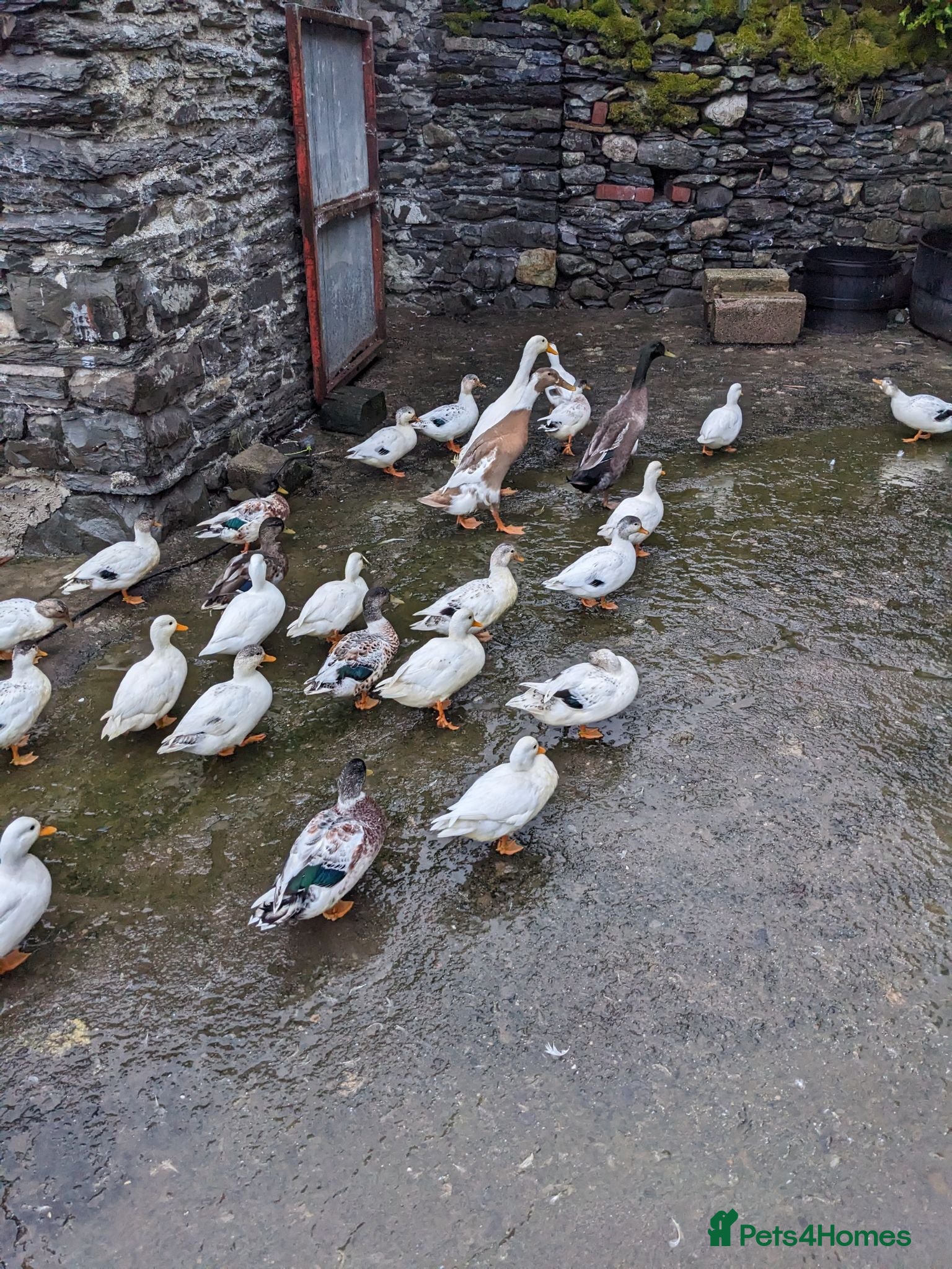Ducks poultry Pairs of Call Ducks for sale. This years hatch. - Advert 4