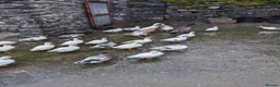 Ducks poultry for sale: Pairs of Call Ducks for sale. This years hatch. - Advert 1
