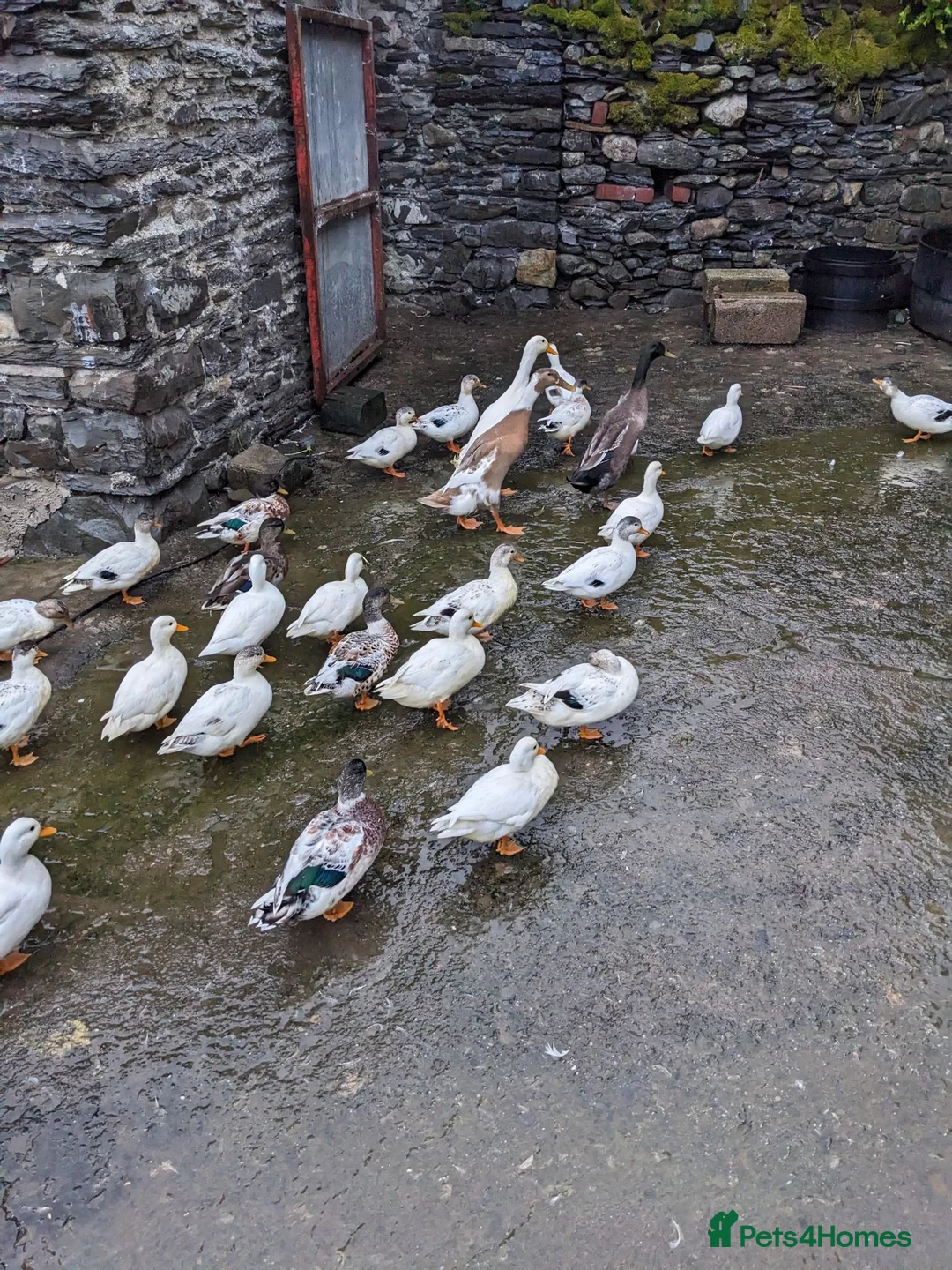 Ducks poultry for sale: Pairs of Call Ducks for sale. This years hatch. - Advert 1