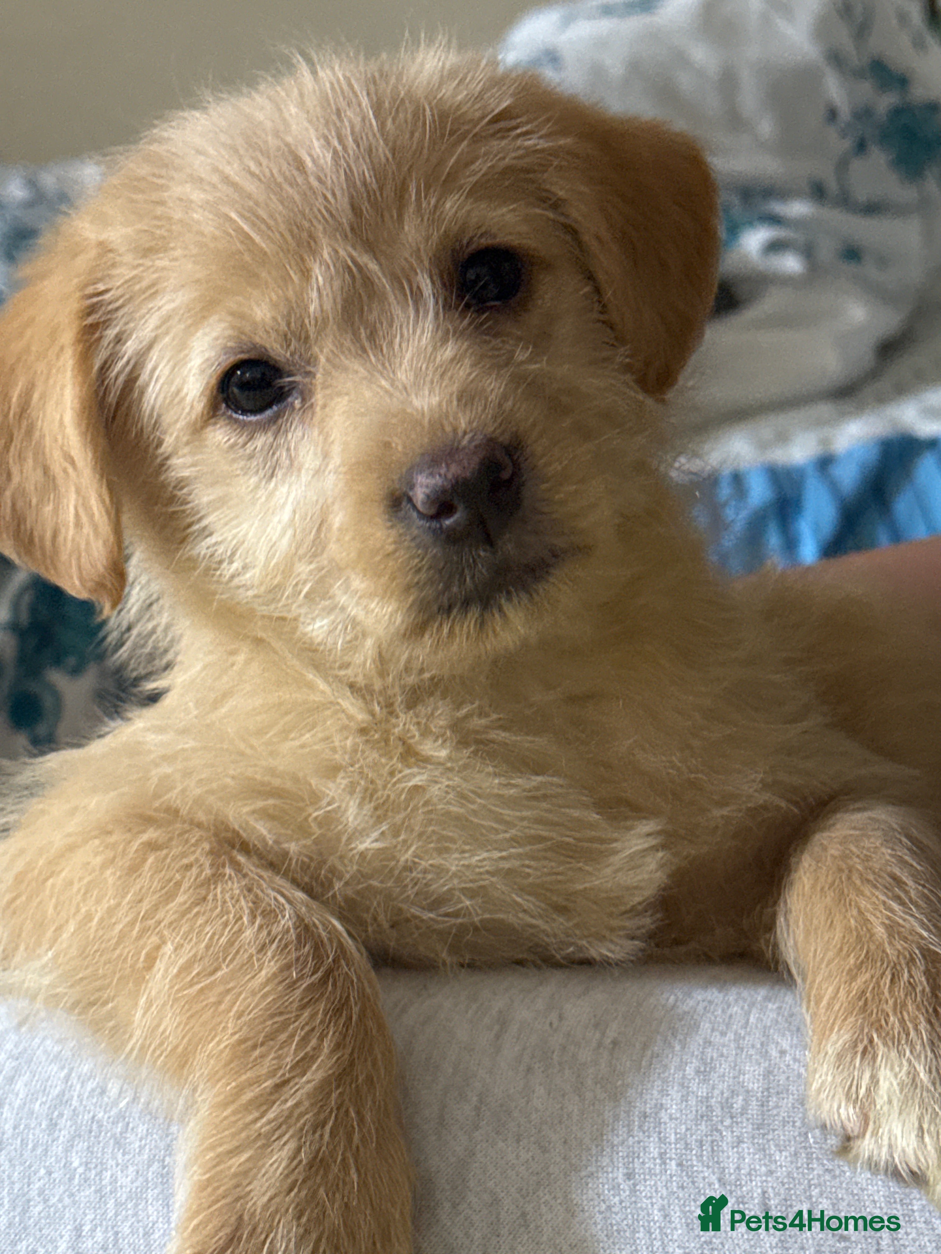 Mixed Breed dogs Lovely small Golden Retriever mixed-breed puppy  - Advert 2