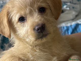 Mixed Breed dogs Lovely small Golden Retriever mixed-breed puppy - Advert 1