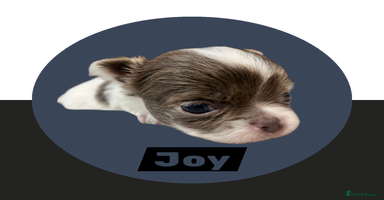 Chihuahua dogs Chihuahua - Amazing Fluffy boys - Advert 5