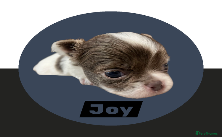 Chihuahua dogs Chihuahua - Amazing Fluffy boys and girls - Advert 12