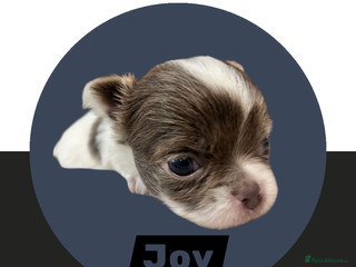 Chihuahua dogs Chihuahua - Amazing Fluffy boys and girls - Advert 3