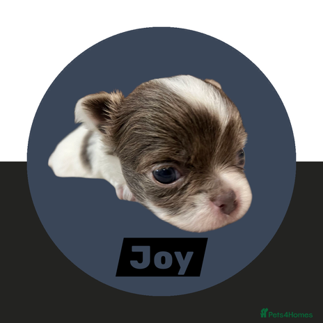 Chihuahua dogs Chihuahua - Amazing Fluffy boys and girls - Advert 6