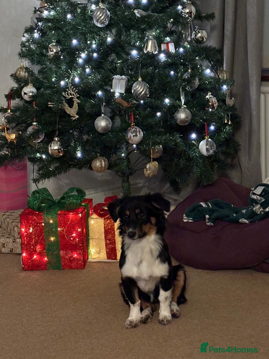 Mixed Breed dogs for adoption: Lorry  - Advert 8