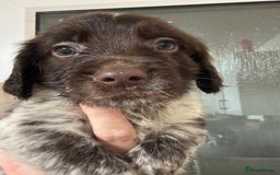 Springador dogs for sale: 9 Beautiful Springador Puppies - Image 7