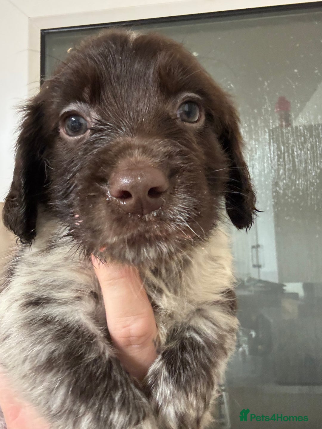 Springador dogs for sale: 9 Beautiful Springador Puppies - Image 7