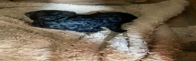 Cockapoo 1