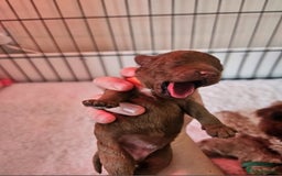 Cavapoo dogs for sale: F1B Cavapoo puppies DUE 4 Aug.DNA hereditory clear - Image 5
