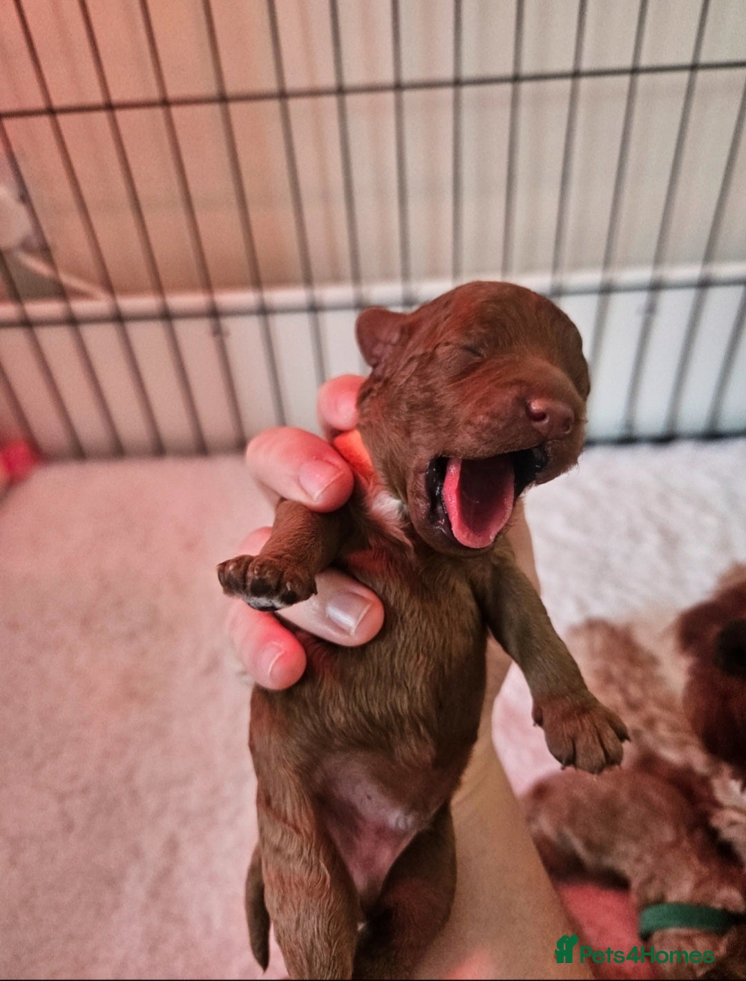 Cavapoo dogs for sale: F1B Cavapoo puppies DUE 4 Aug.DNA hereditory clear - Image 5
