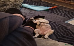 Mixed Breed dogs for sale: Lexie to home - Image 5