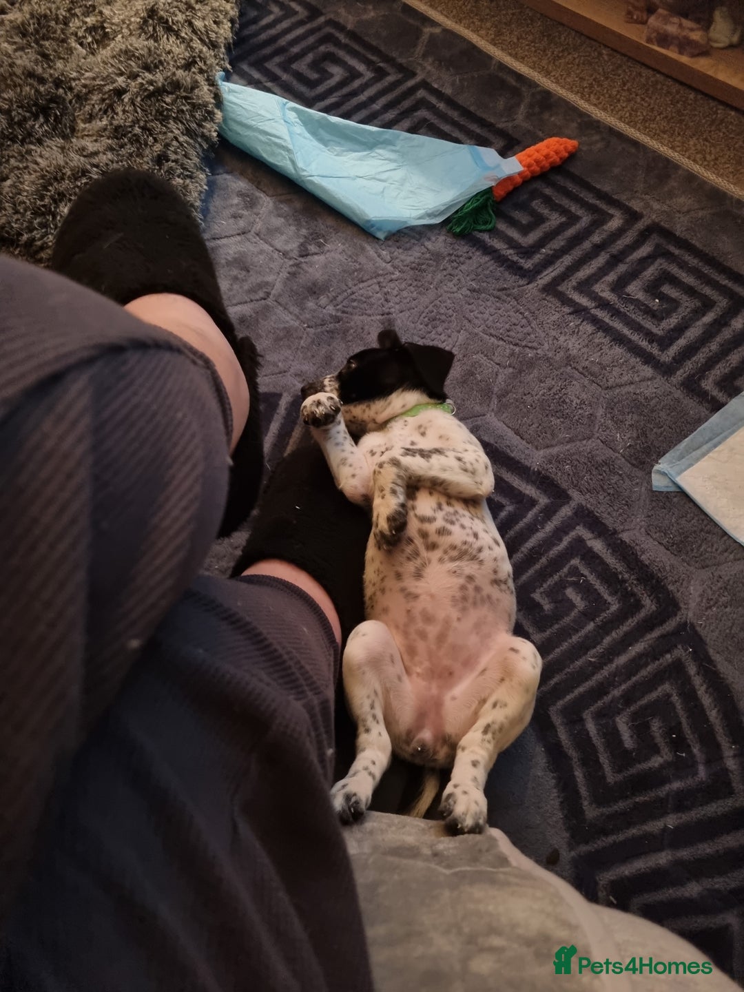 Mixed Breed dogs for sale: Lexie to home - Image 5