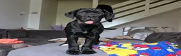 Cane Corso dogs for sale: Beautiful black male Cane Corso puppy - Advert 6