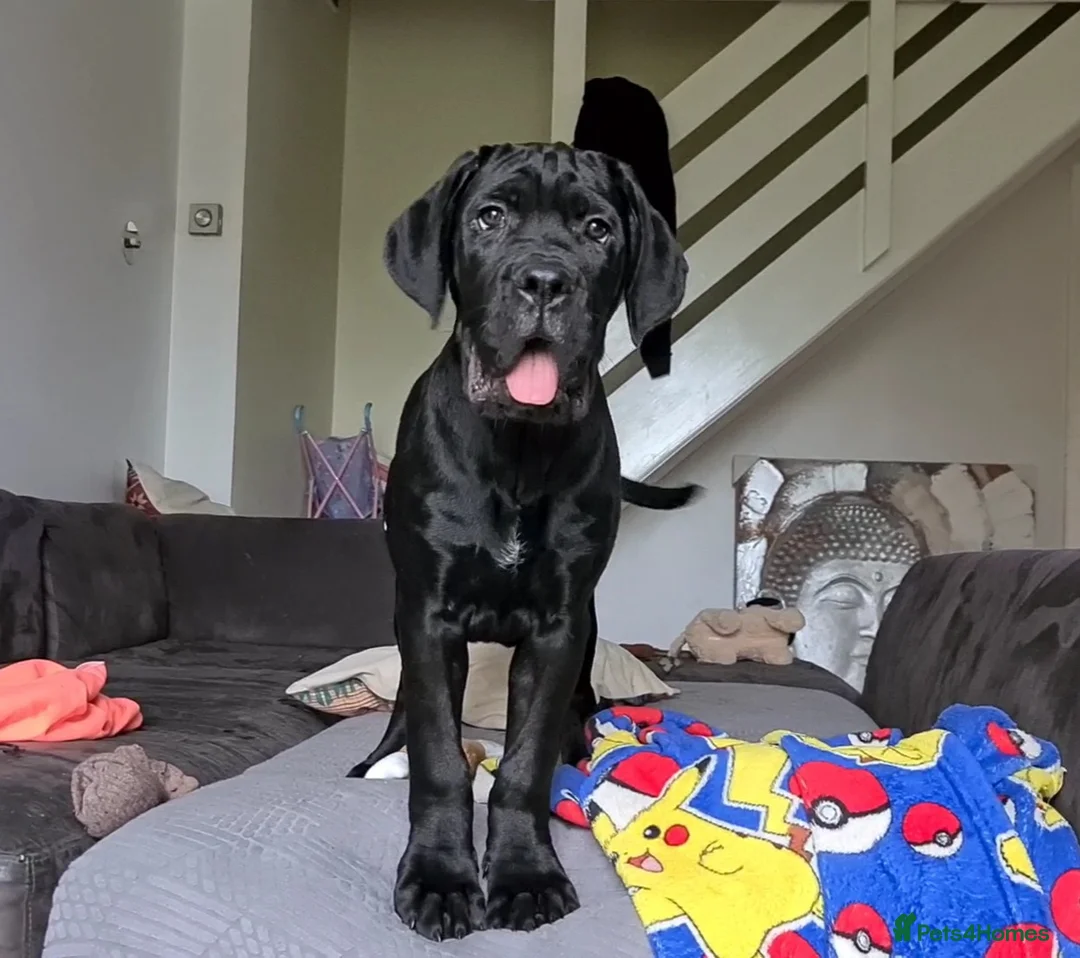 Cane Corso dogs for sale: Beautiful black male Cane Corso puppy - Advert 6