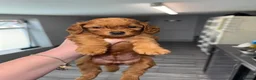 Cockapoo dogs for sale: Beautiful F2 cockapoo  - Advert 13