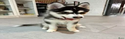 Pomsky dogs for sale: F4Pomsky Puppy  - Advert 38