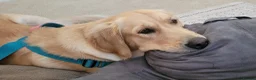 Golden Retriever dogs for sale: Gentle golden looking for a new family. in Taunton - Advert 6