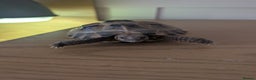 Tortoise reptiles for sale: Sammy the tortoise  - Advert 2