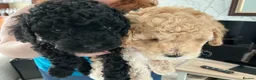 Maltipoo dogs for sale: 4 beautiful maltipoo puppies for sale - Advert 5